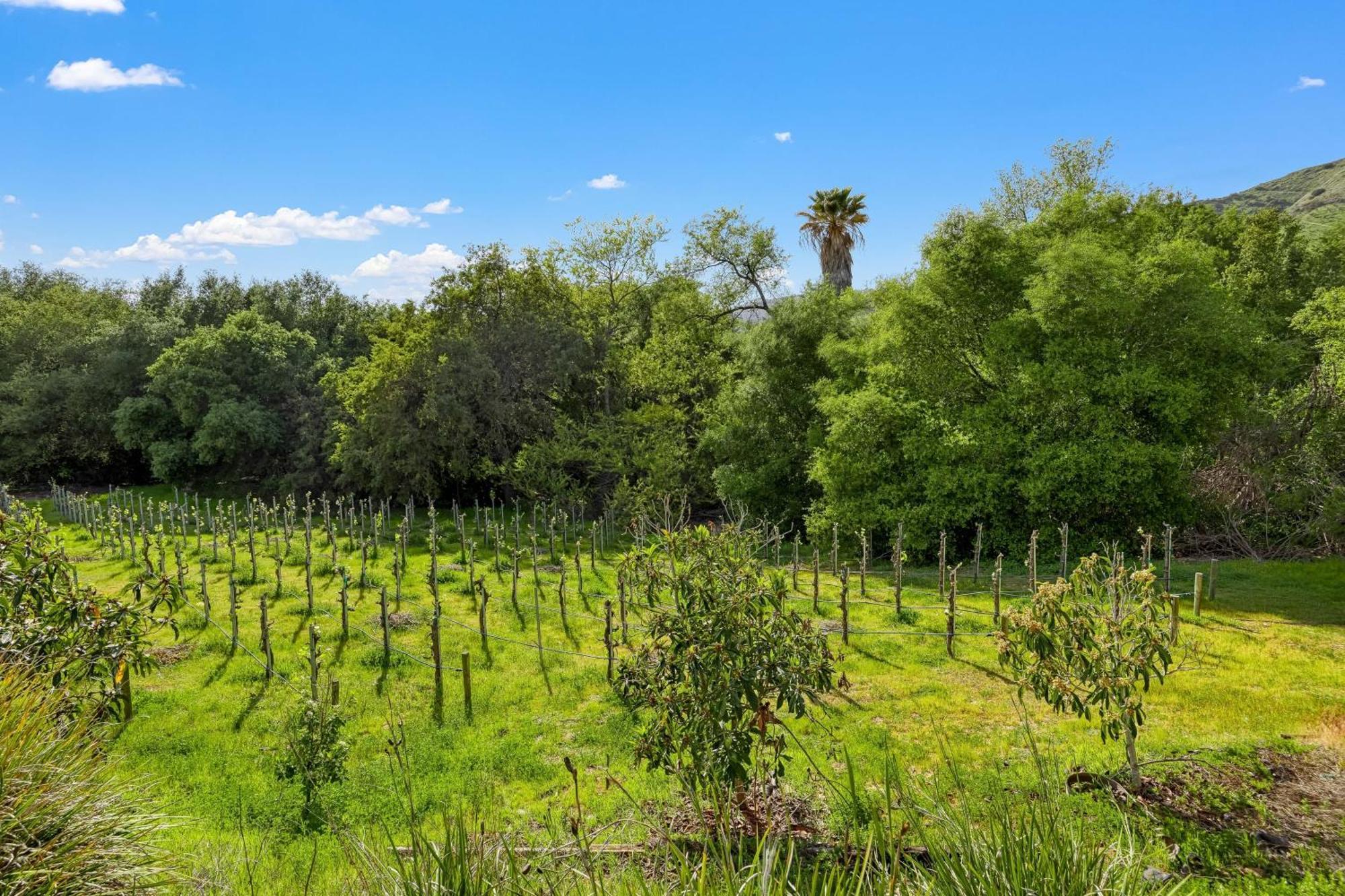Grapevine By Avantstay Secluded 5Br Villa 4 Acres Of Vineyards Avo Groves Темекула Экстерьер фото